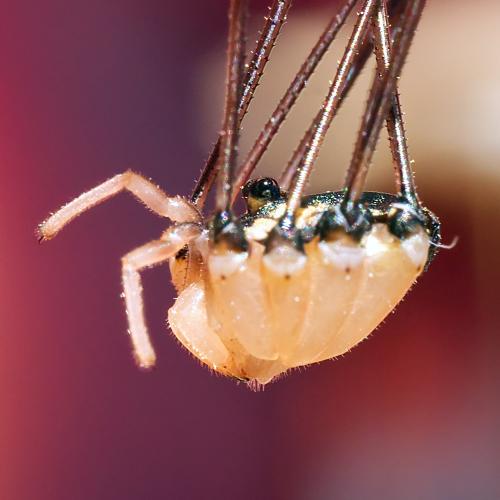 Réf. 307 079 : Leiobunum sp-a